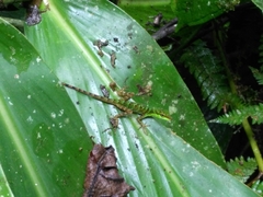 Anolis ventrimaculatus
