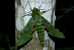 Euchloron megaera