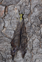 Banyutus lethalis