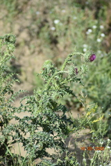 Carduus nutans leiophyllus