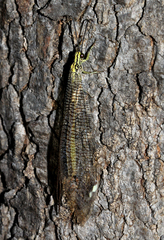 Banyutus lethalis