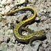 Dark-sided Salamander - Photo (c) Todd Fitzgerald, some rights reserved (CC BY-NC), uploaded by Todd Fitzgerald