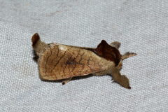 Lebedodes rufithorax
