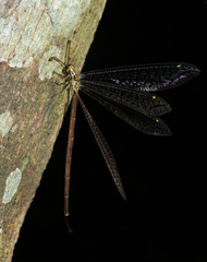 Macronemurus tinctus