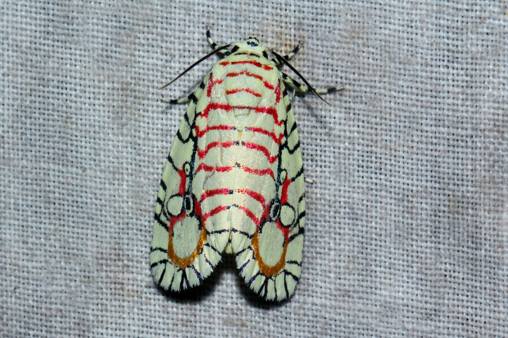 Mazuca