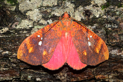 Miniodes discolor