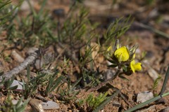 Aspalathus aspalathoides