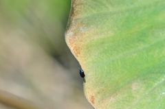 Hemipyxis flaviabdominalis