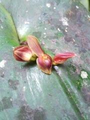 Pleurothallis cordata