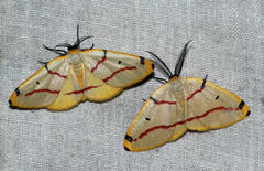 Phoenicocampa rubrifasciata