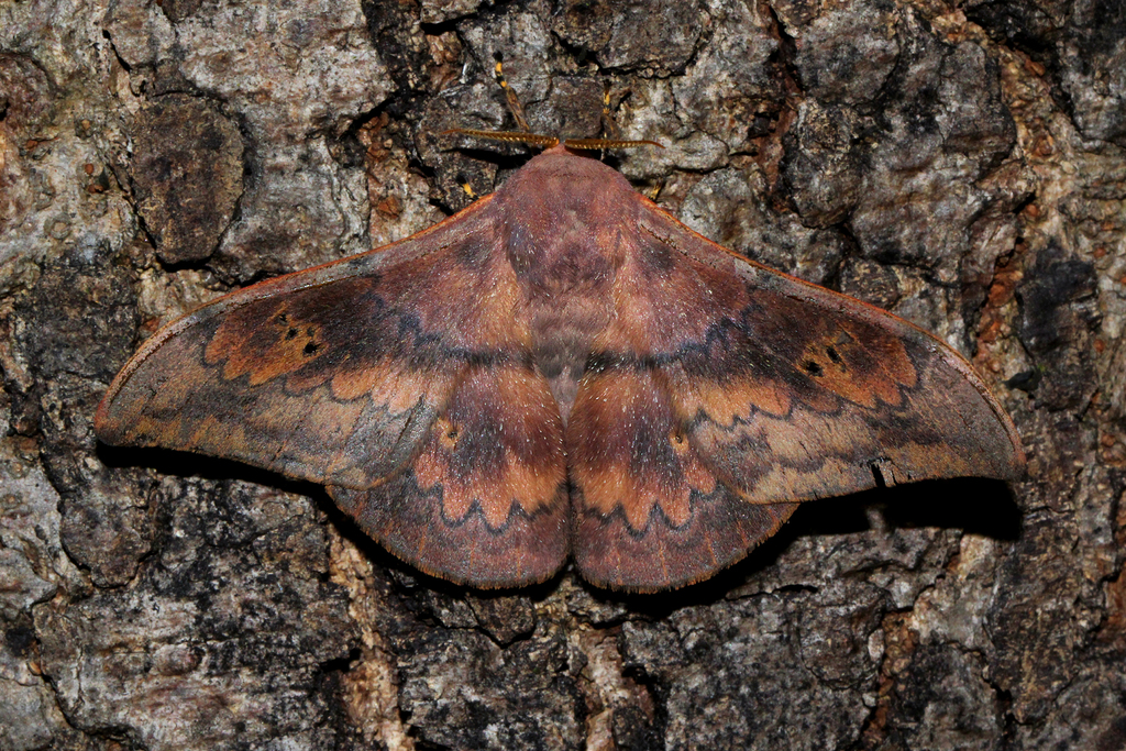 Adafroptilum