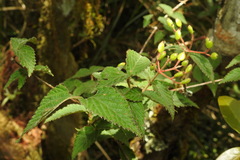 Viburnum erosum