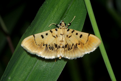 Pilocrocis