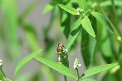Eristalinus arvorum