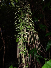 Peperomia macrostachyos