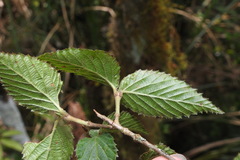 Viburnum erosum