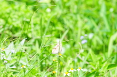 Junonia lemonias aenaria