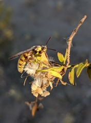 Crioscolia flammicoma