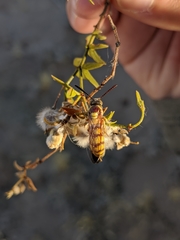 Crioscolia flammicoma