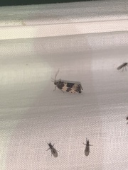 Pseudosciaphila duplex