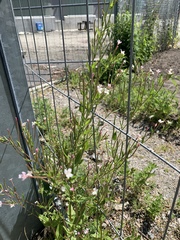 Epilobium montanum