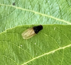 Minettia longipennis