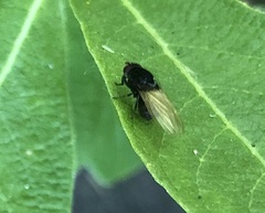 Minettia longipennis