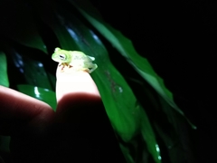 Centrolenidae