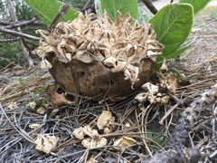 Calvatia sculpta