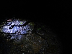 Dipsas sanctijoannis