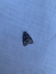 Acronicta fragilis