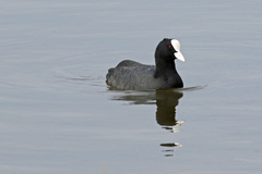 Fulica atra