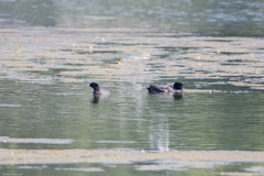 Fulica atra