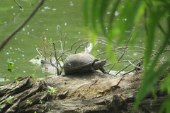 Kinosternon subrubrum hippocrepis