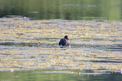 Fulica atra