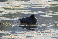 Fulica atra