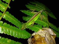 Anolis ventrimaculatus