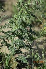 Carduus nutans leiophyllus