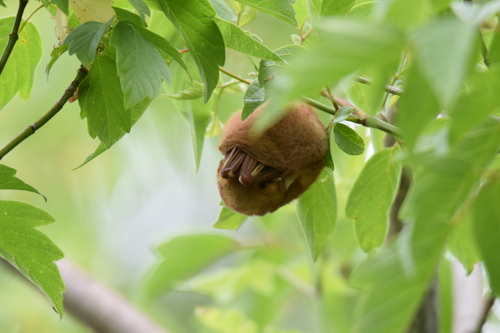 Eastern Red Bat photographed in Ohio