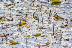 Potamogeton natans