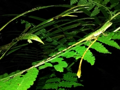 Anolis ventrimaculatus