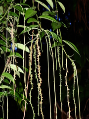 Peperomia macrostachyos