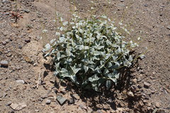 Bahiopsis reticulata