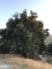 Quercus agrifolia oxyadenia