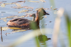 Podiceps auritus
