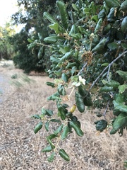 Quercus agrifolia oxyadenia