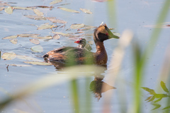 Podiceps auritus