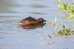 Podiceps auritus
