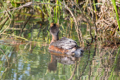 Podiceps auritus