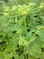 Heracleum sphondylium